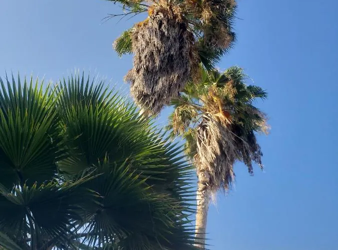 Sea Shell Palms,