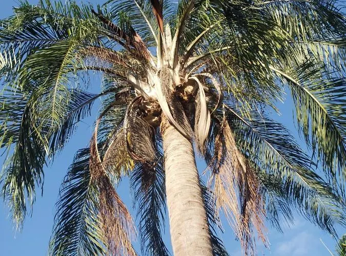 Sea Shell Palms, Bed & Breakfast